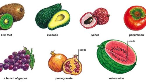 Fruit and Vegetable Seeds