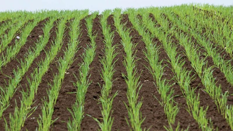 humic-based biostimulants