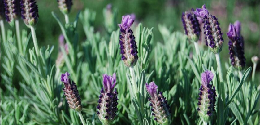 The global lavender extracts market is projected to register a CAGR of 5.38% during the forecast period due to the growing popularity of aroma therapy products worldwide lavender