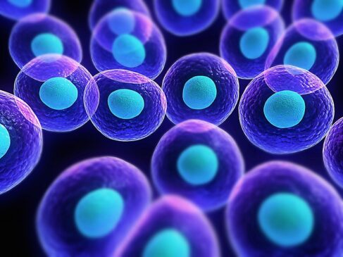 Stem cell reconstructive market